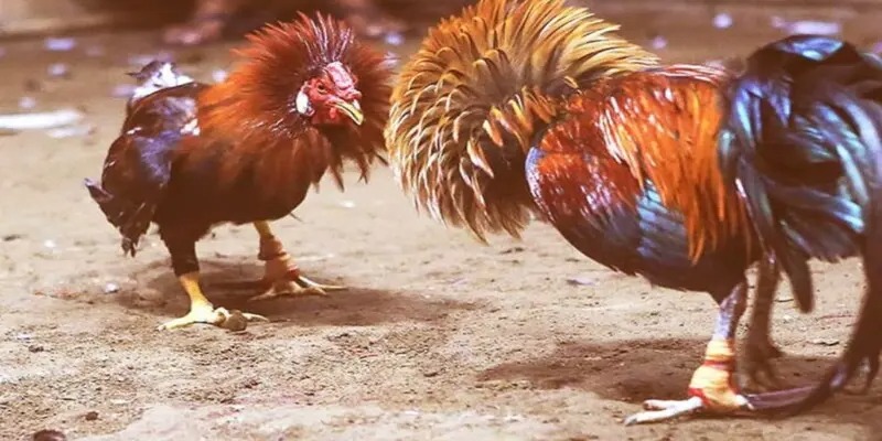 Tổng Quan Về Sảnh Đá Gà 188BET